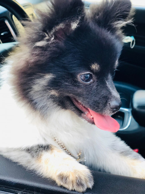 Coco