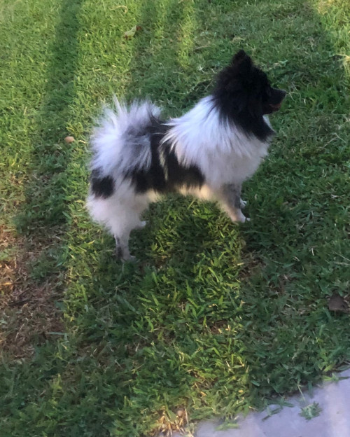 Coco