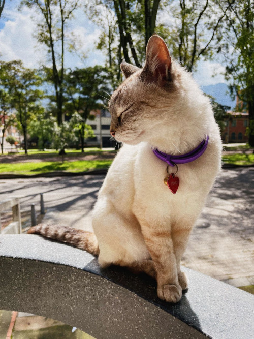 Mimi
