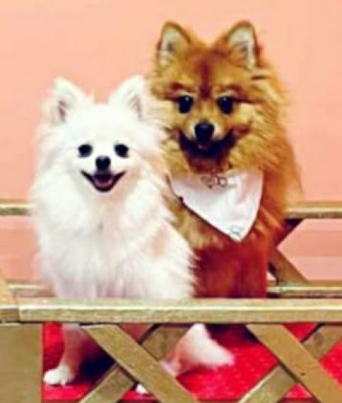 Lucky & Nicky