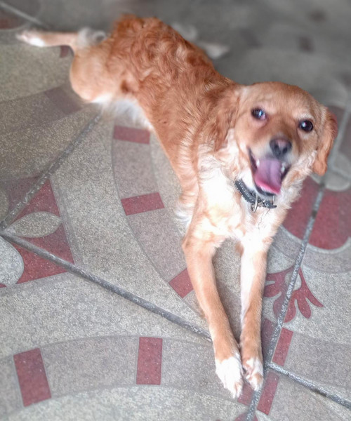 Nala