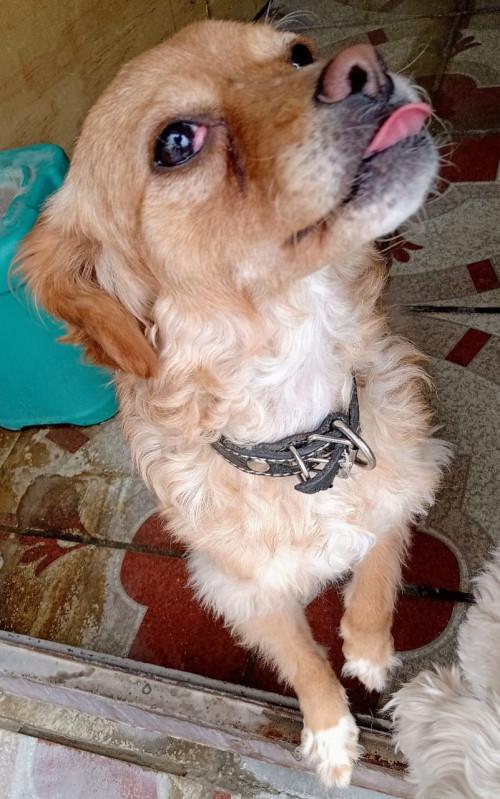 Nala
