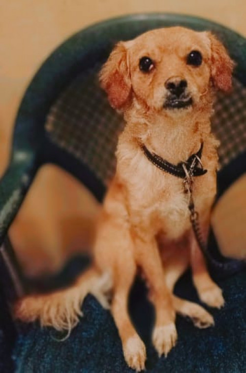 Nala