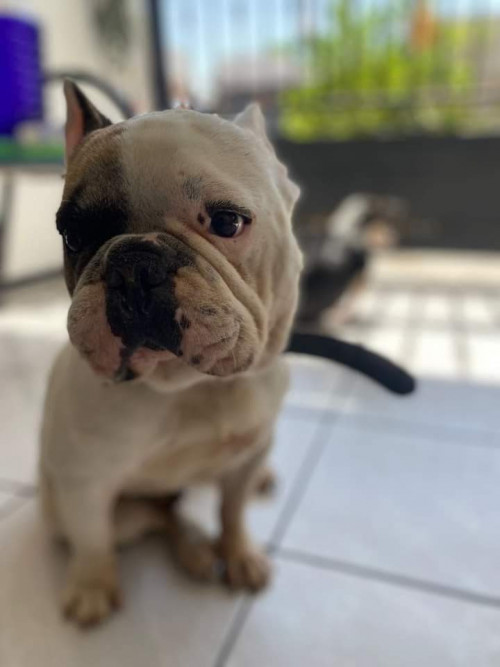 Figo