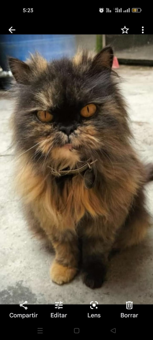Tini