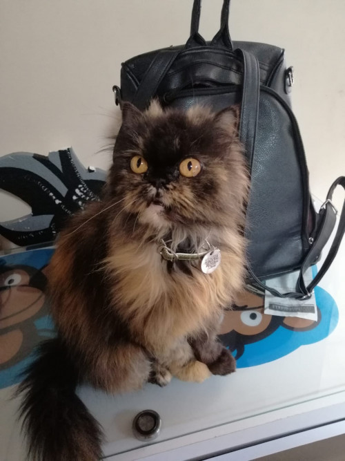 Tini