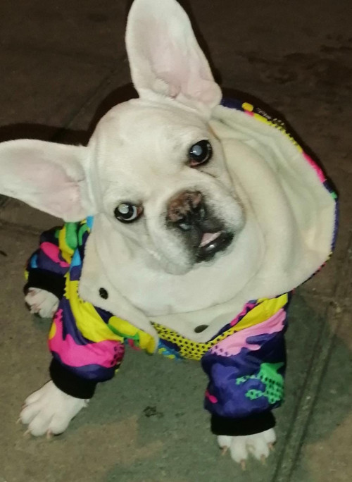 Galletita