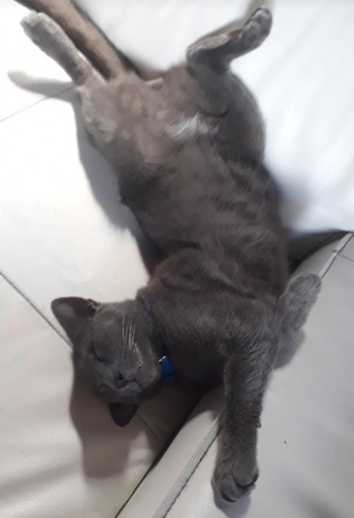 Sugar