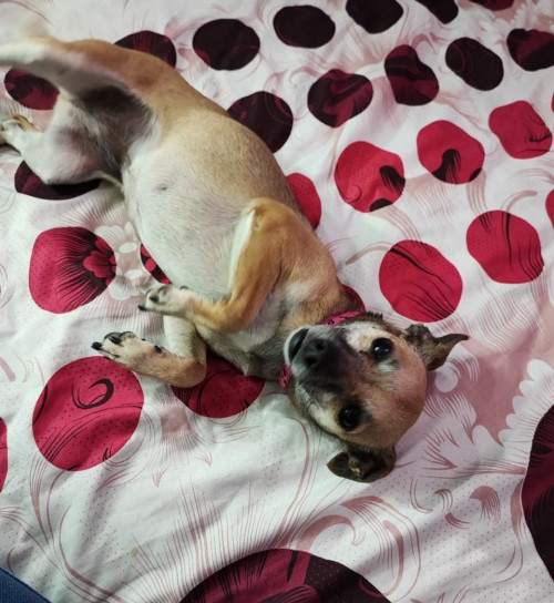Princesa