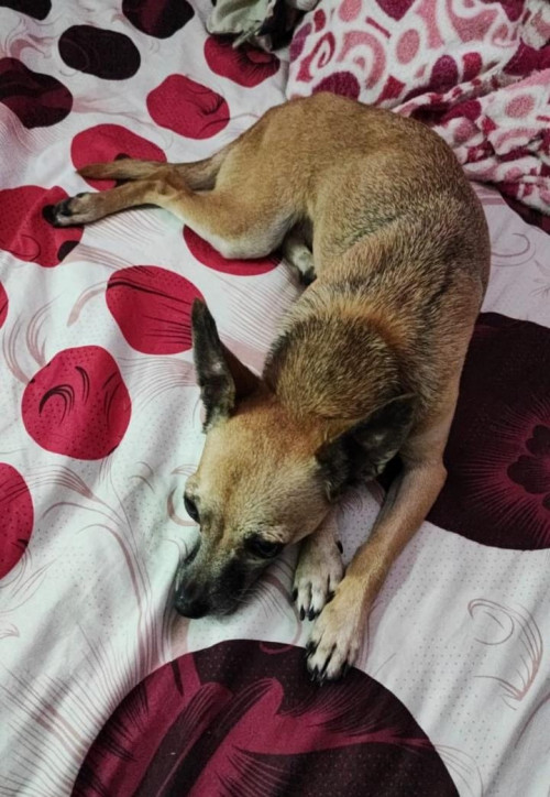 Princesa