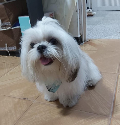 Loky