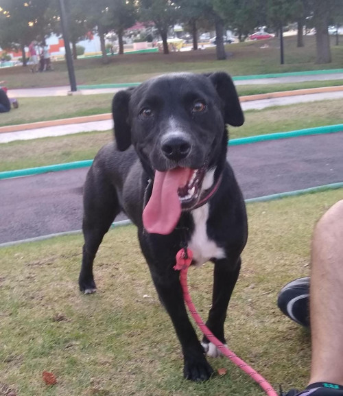 Pupi