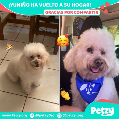 Foto de mascota Yuniño