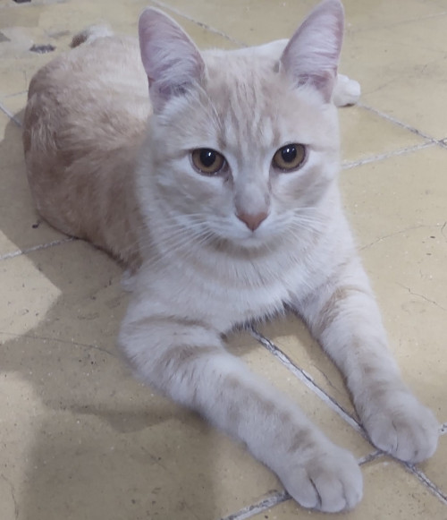 Guapo