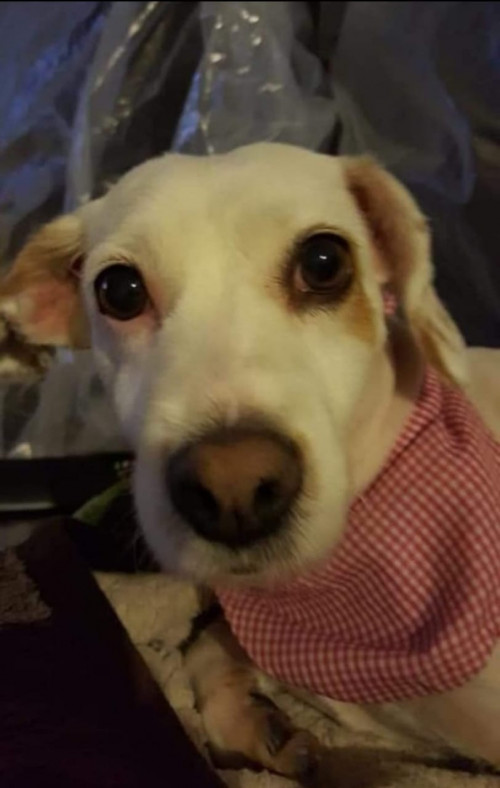 Maya