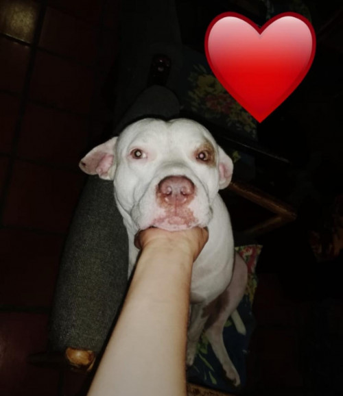 Pirbul