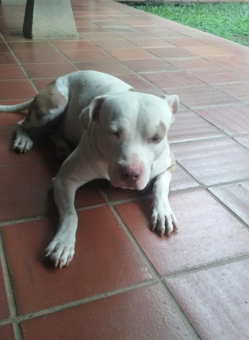 Pirbul