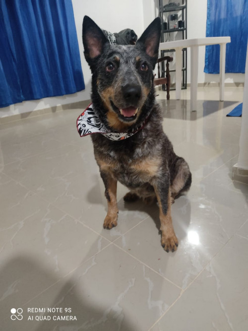 Roki