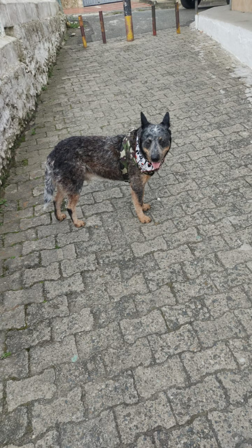 Roki