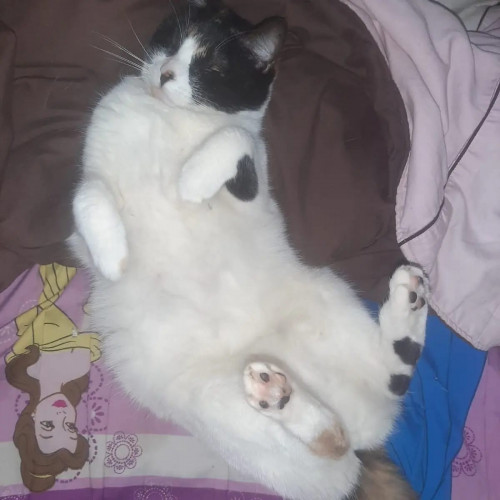 Kiara