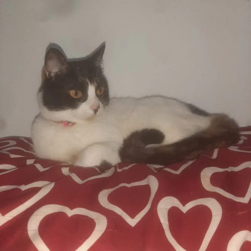 Kiara