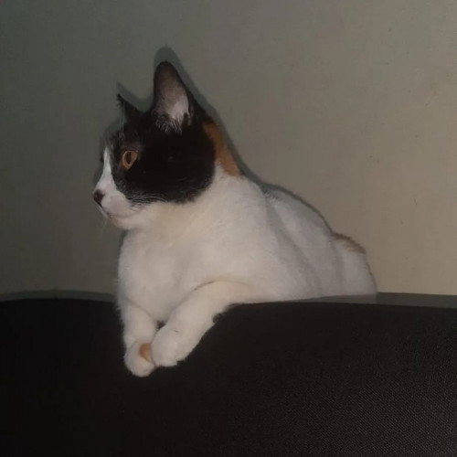 Kiara