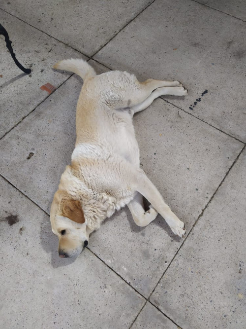 Tarko