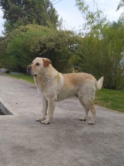 Tarko