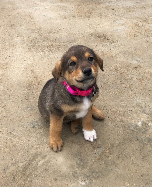Dulce