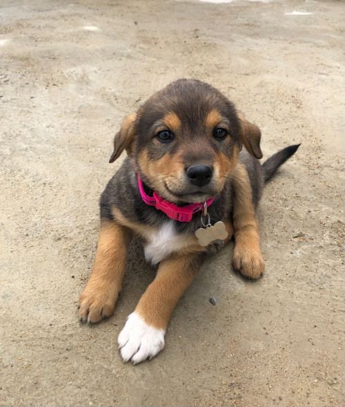 Dulce
