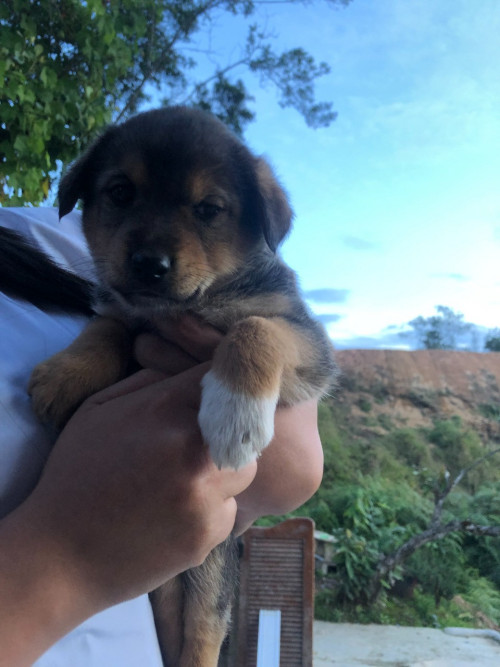 Dulce