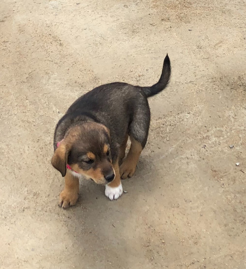 Dulce