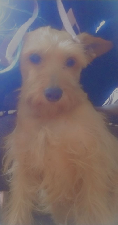 Borona