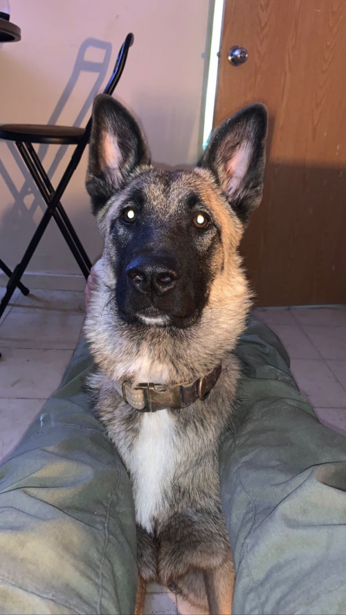Aldo