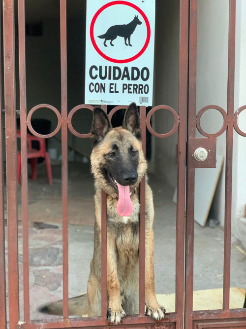 Aldo