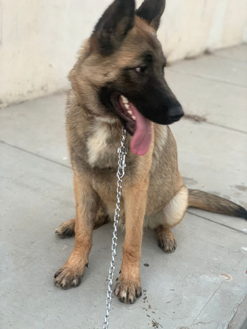 Aldo