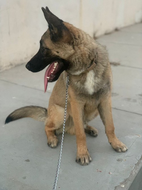 Aldo