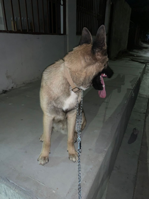 Aldo