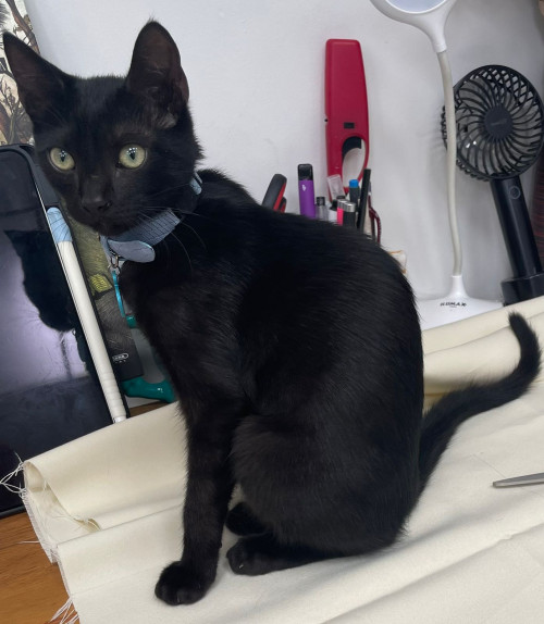 Lila