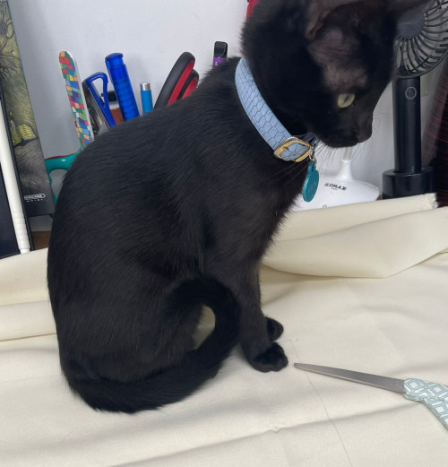 Lila