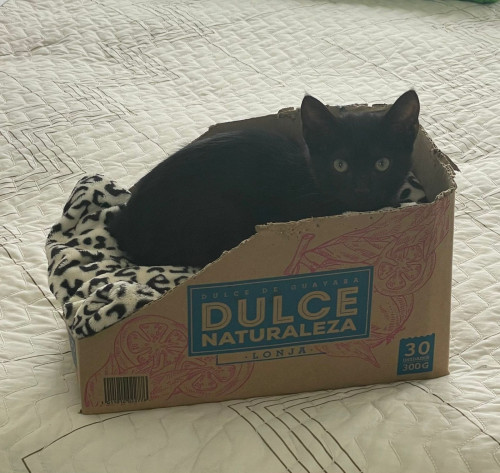 Lila