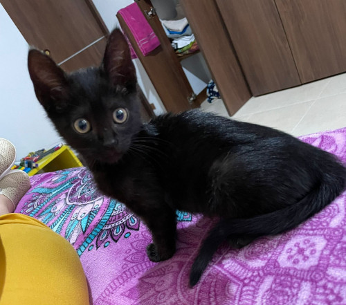 Lila