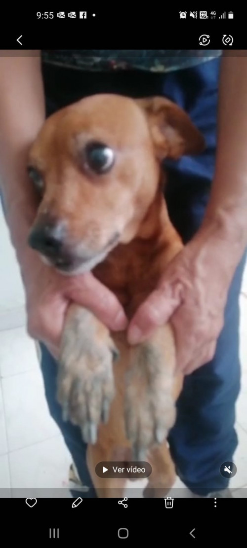 Figo