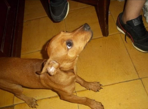 Figo
