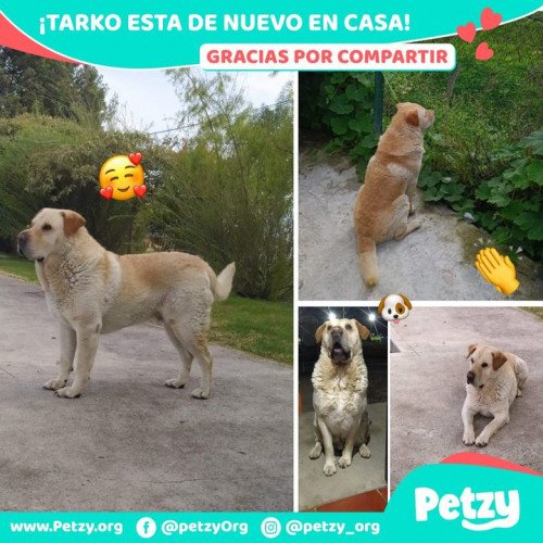 Foto de mascota Tarko