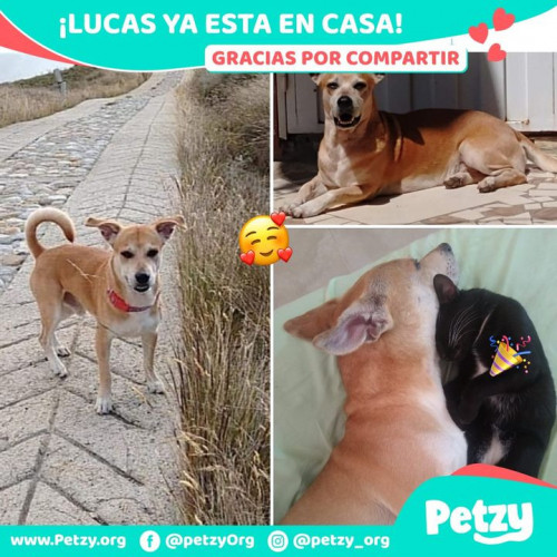 Foto de mascota Lucas