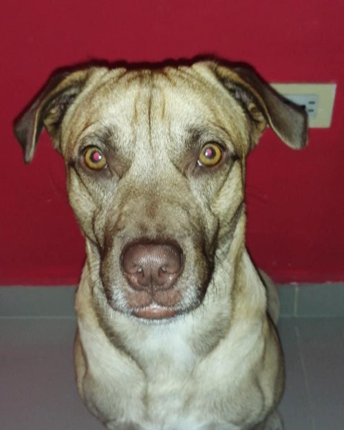 Rufo