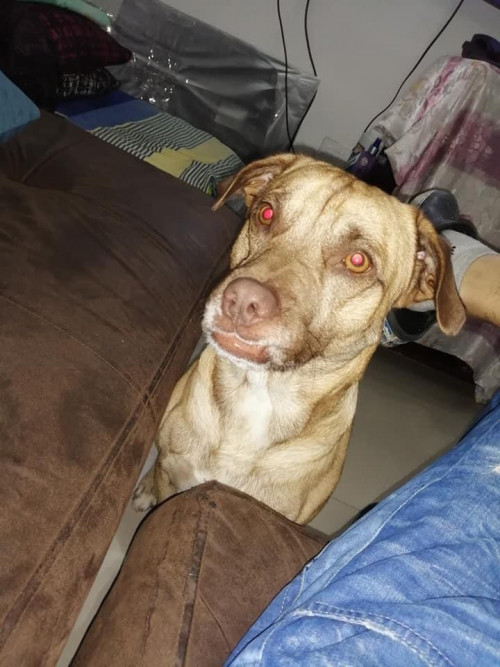 Rufo