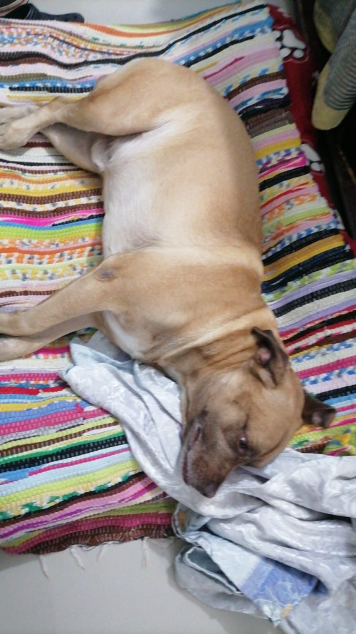 Rufo