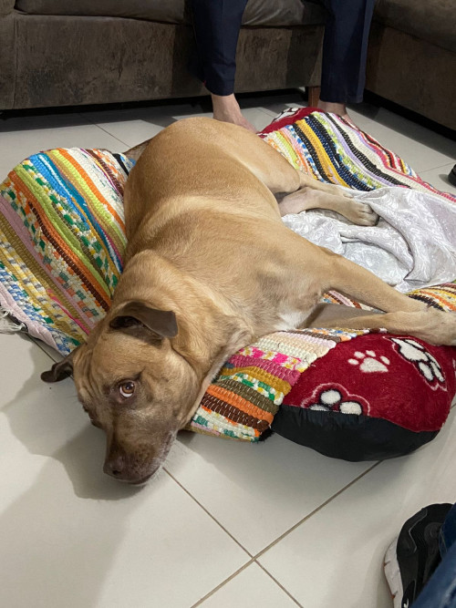 Rufo